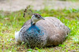 burung-merak 6 senarai